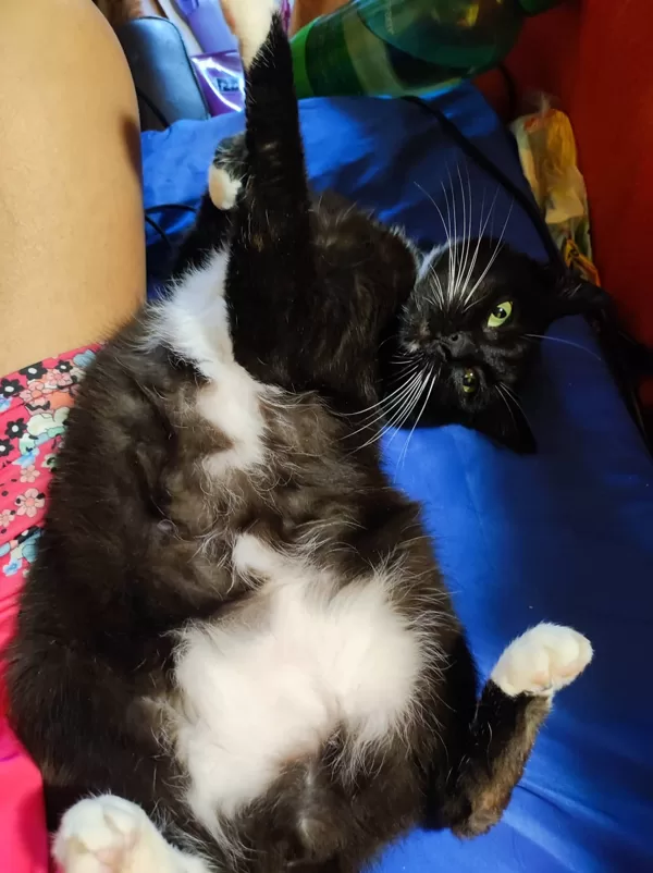 Bettynka